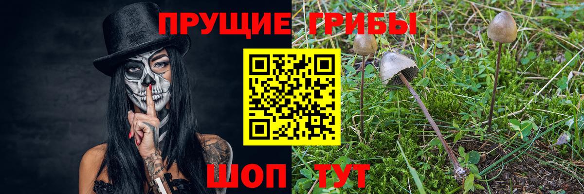 Псилоцибиновые грибы ЛСД Богданович